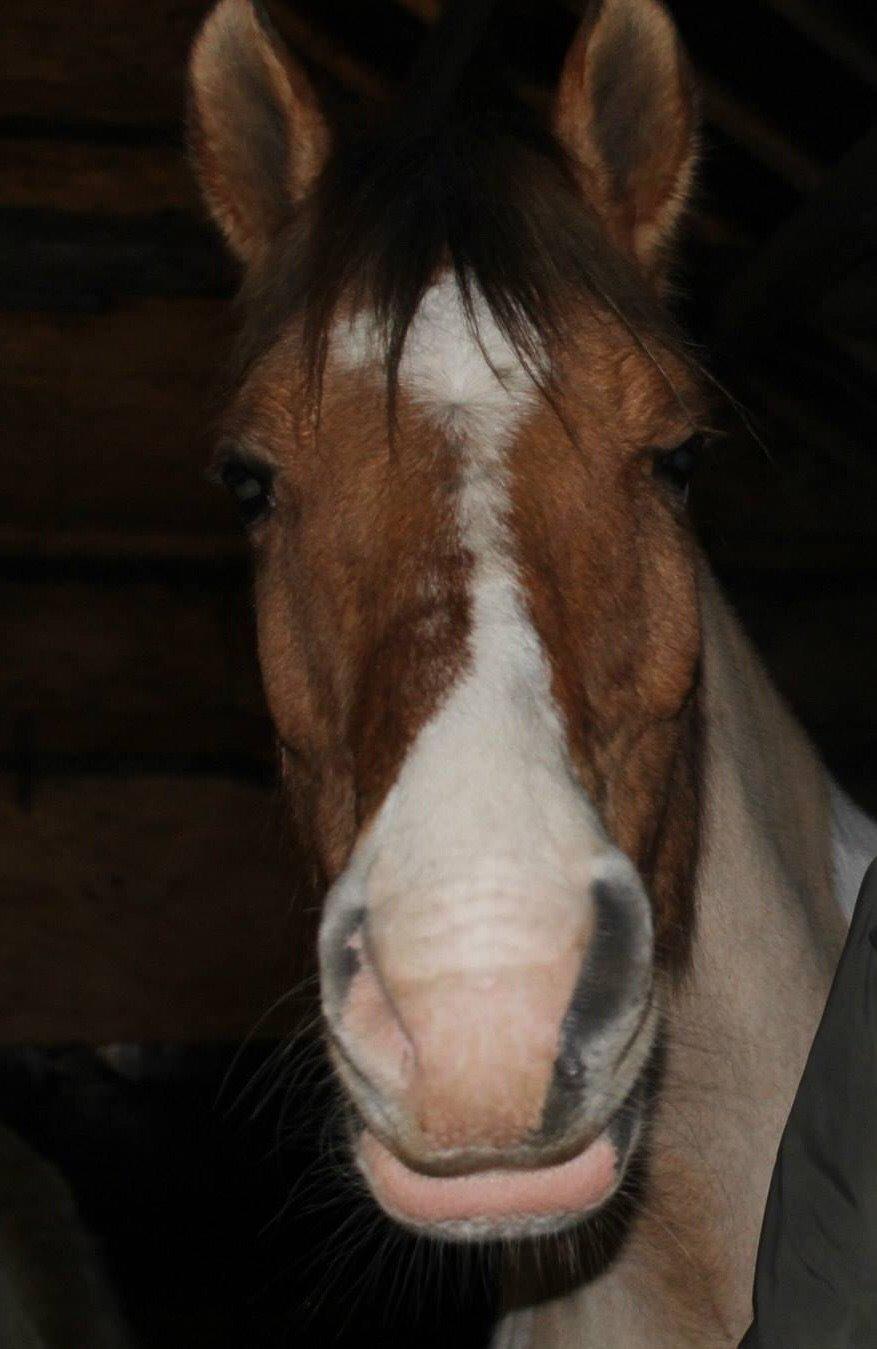 Pinto Jens Marius - Uanset hvor dum du ser ud vil jeg altid elsker dig!<3 billede 17