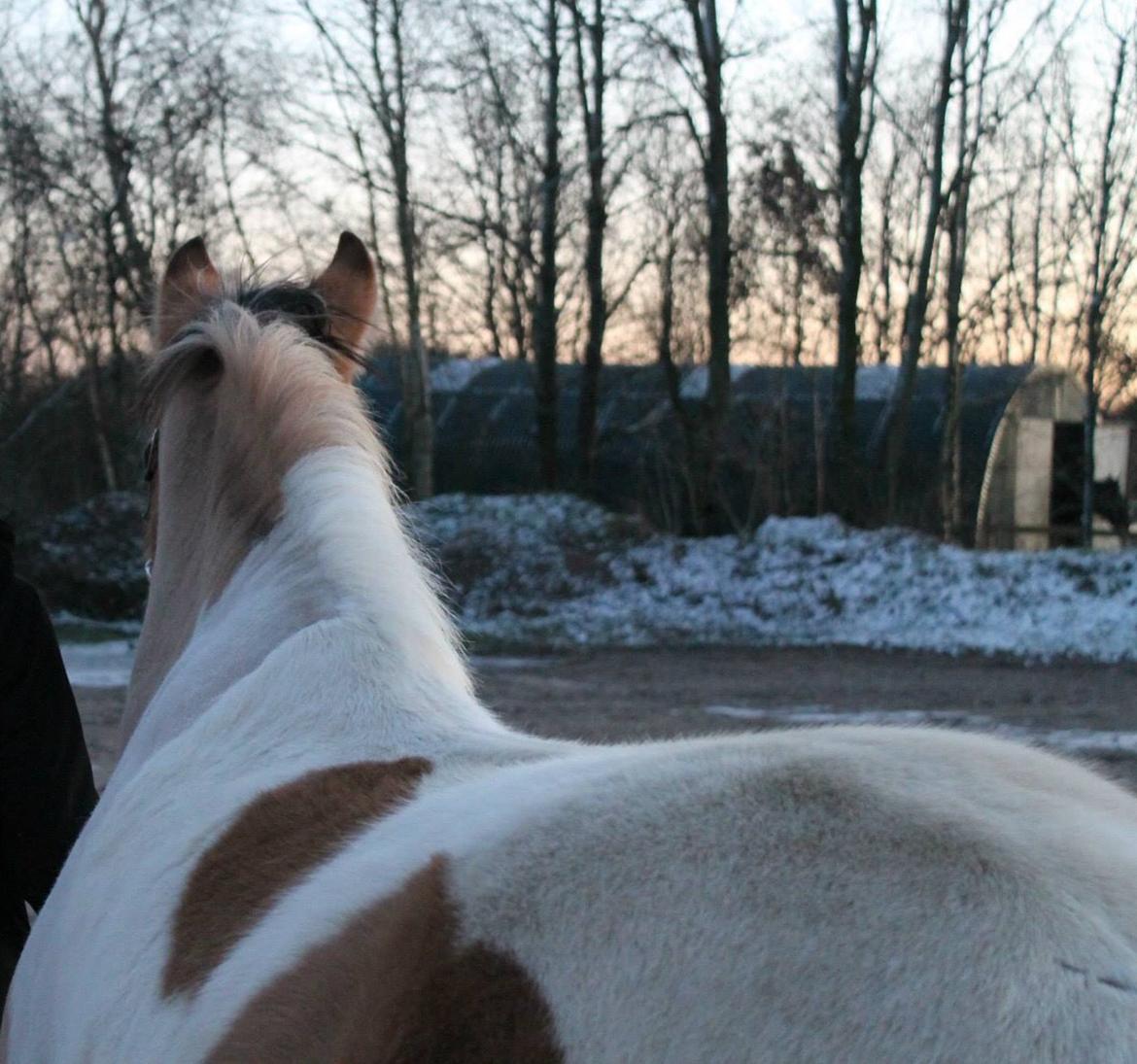 Pinto Jens Marius - Tak fordi i så med!:) billede 20