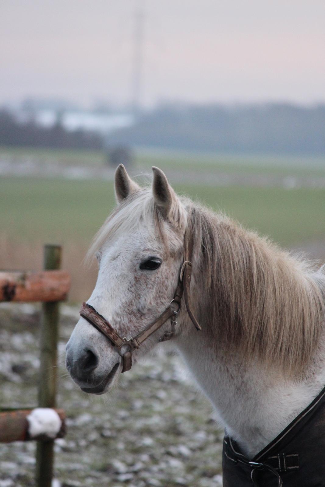 DSP Solvang's Mercedes billede 18