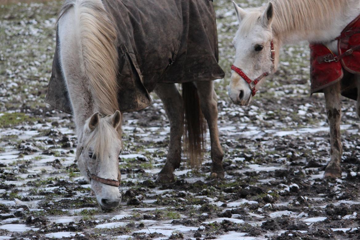 DSP Solvang's Mercedes billede 19