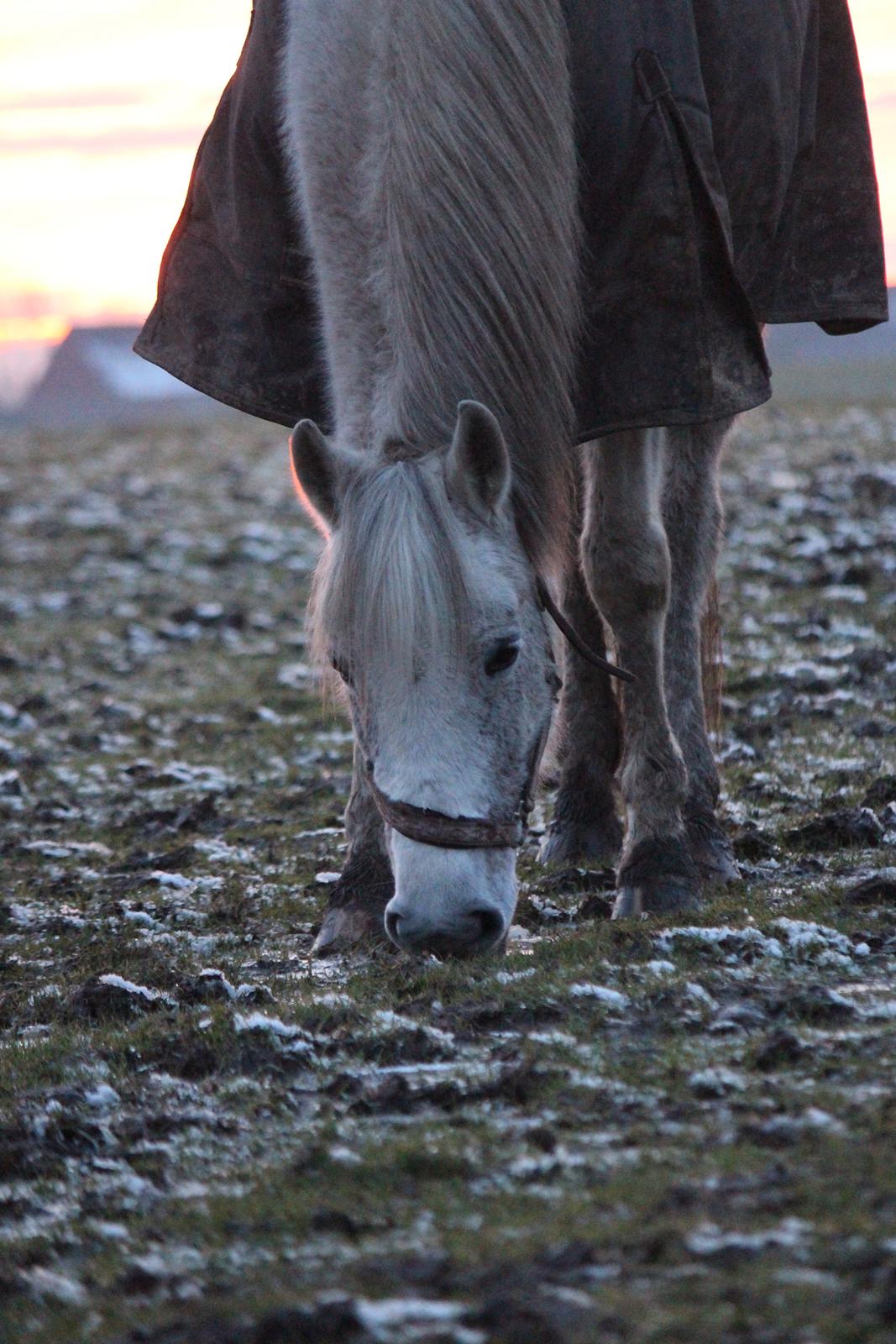 DSP Solvang's Mercedes billede 15