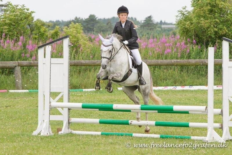 Welsh Pony (sec B) Vongkærgårds Annabell - Miin!  billede 15