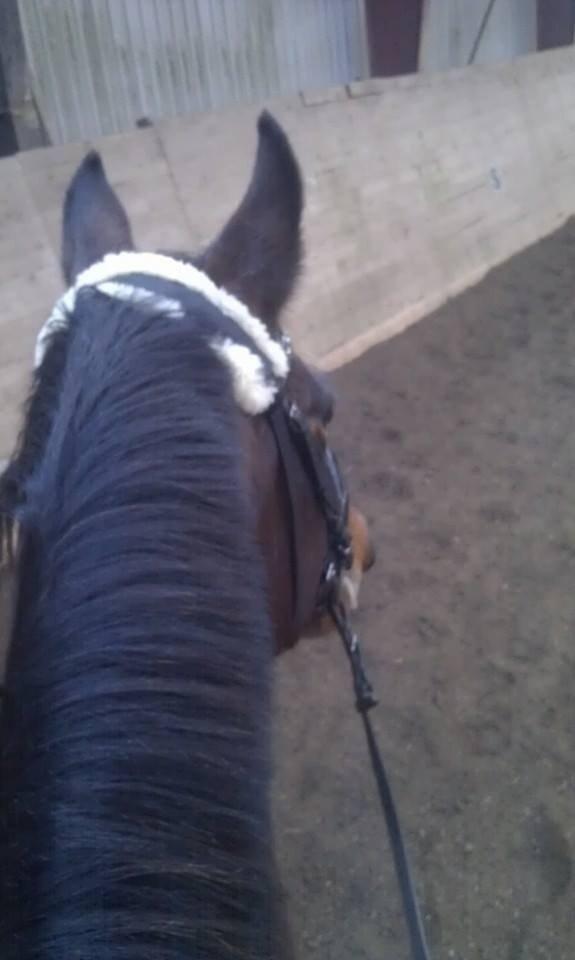 Anden særlig race Dalshøj Malina billede 2