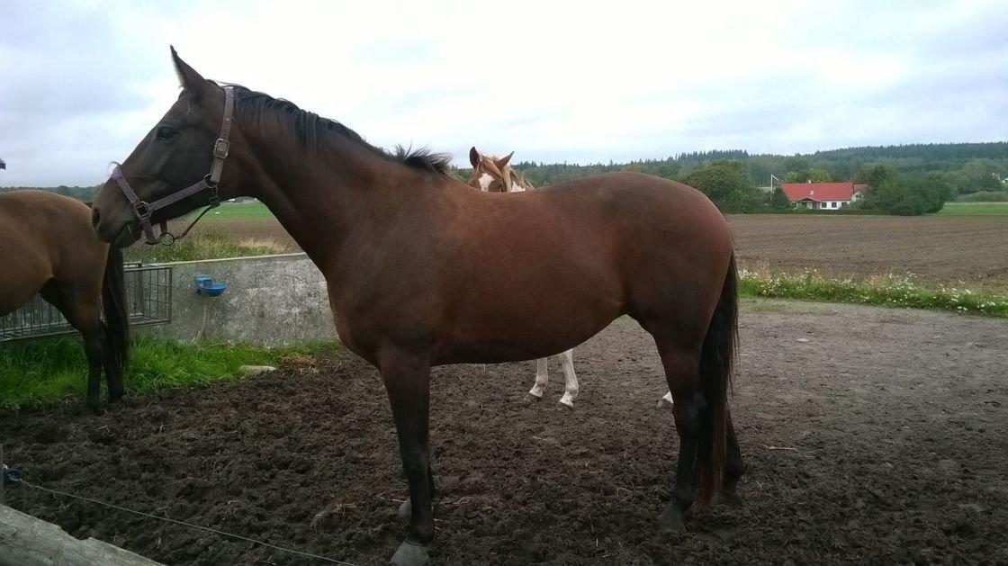 Anden særlig race Dalshøj Malina billede 3