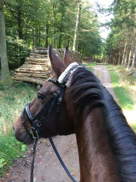 Anden særlig race Dalshøj Malina billede 4