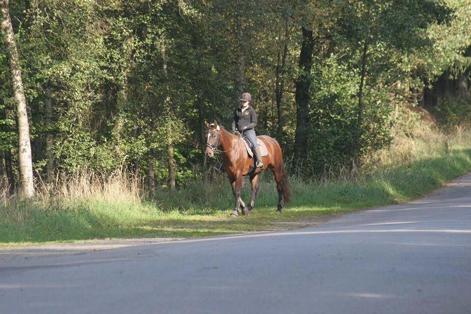 Anden særlig race Dalshøj Malina billede 7