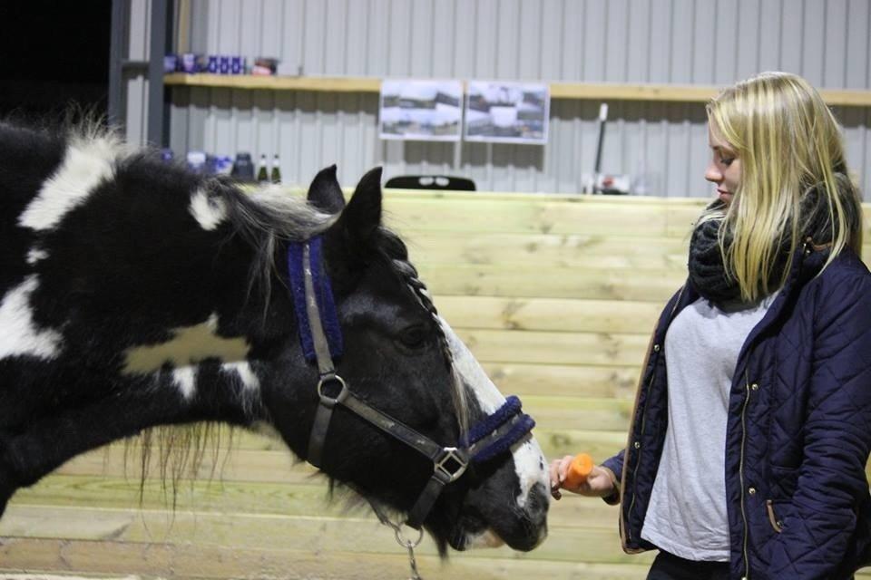 Irish Cob Duke billede 4