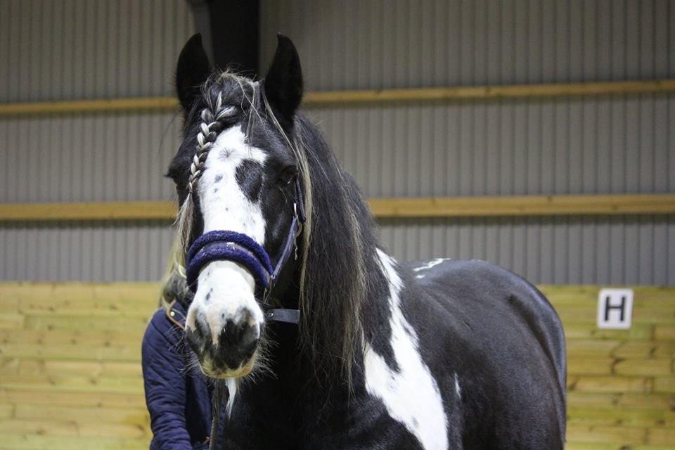 Irish Cob Duke billede 5