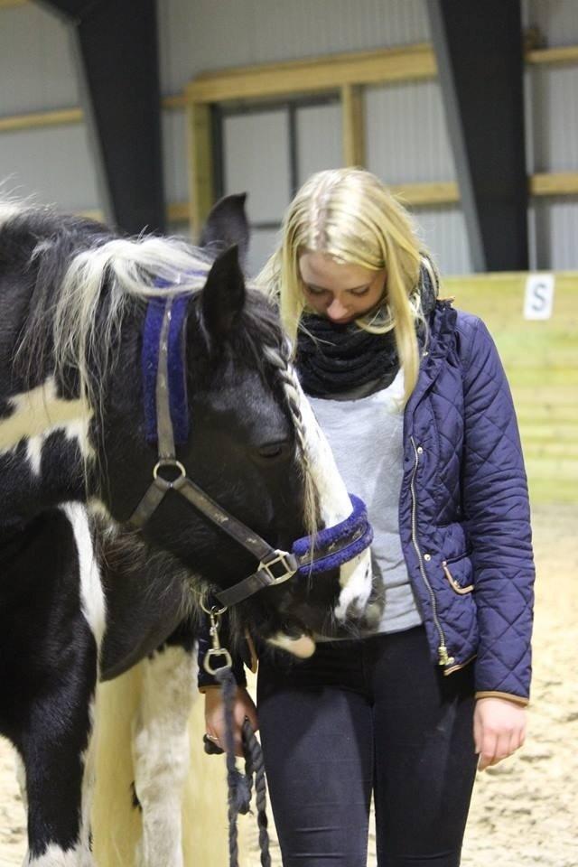 Irish Cob Duke billede 6