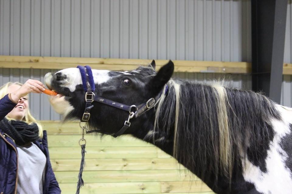 Irish Cob Duke billede 7