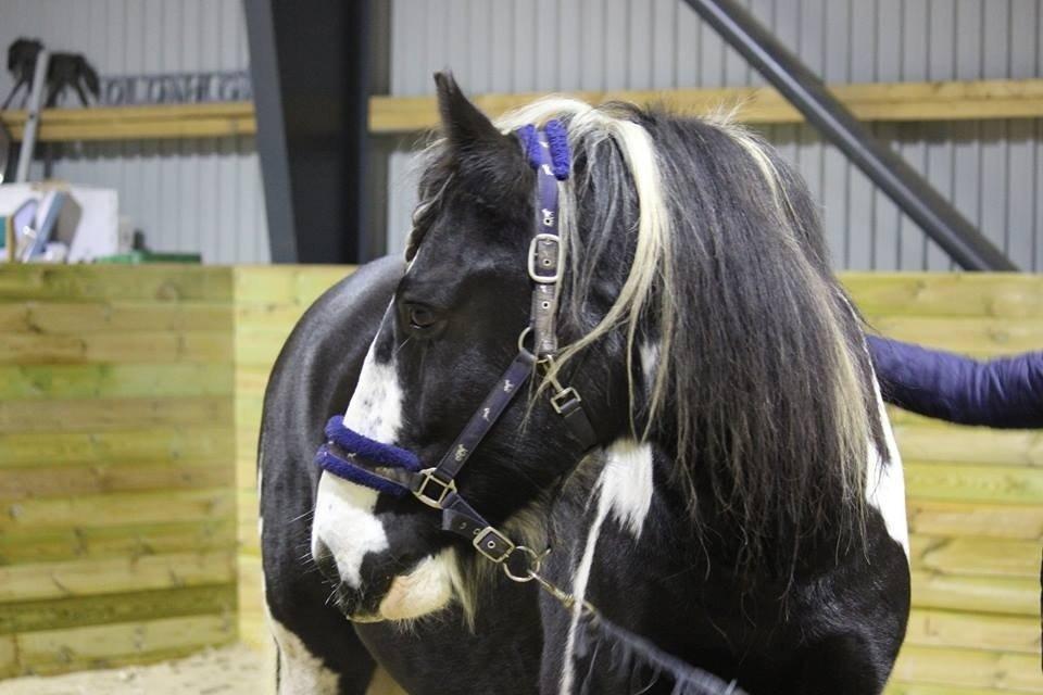 Irish Cob Duke billede 8