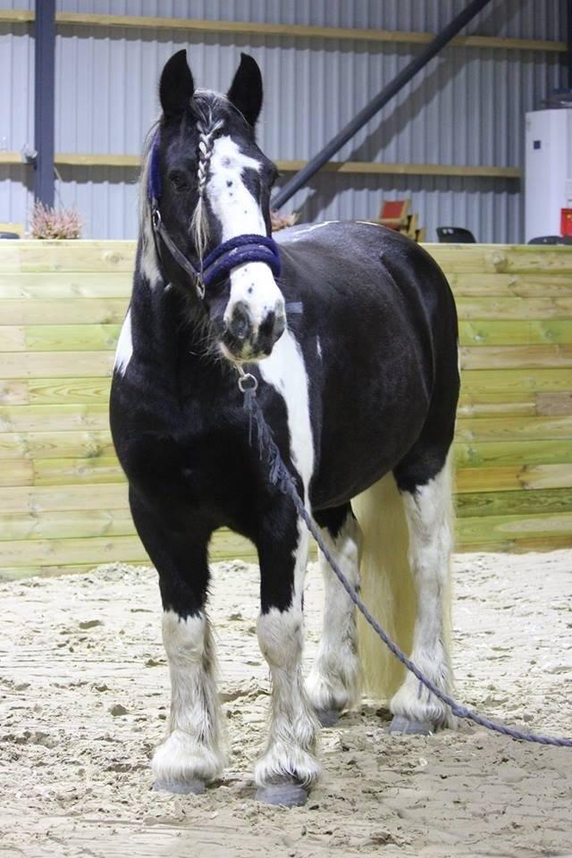 Irish Cob Duke billede 9