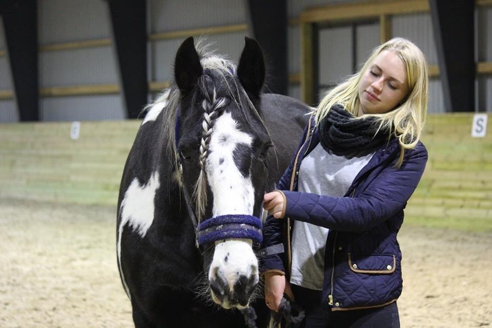 Irish Cob Duke billede 10