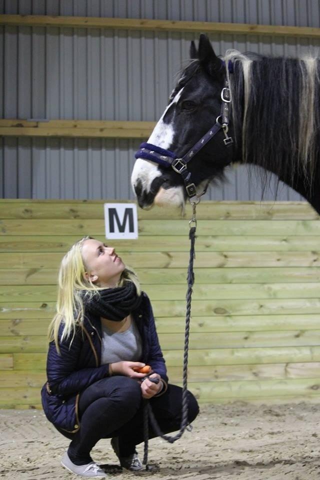 Irish Cob Duke billede 11