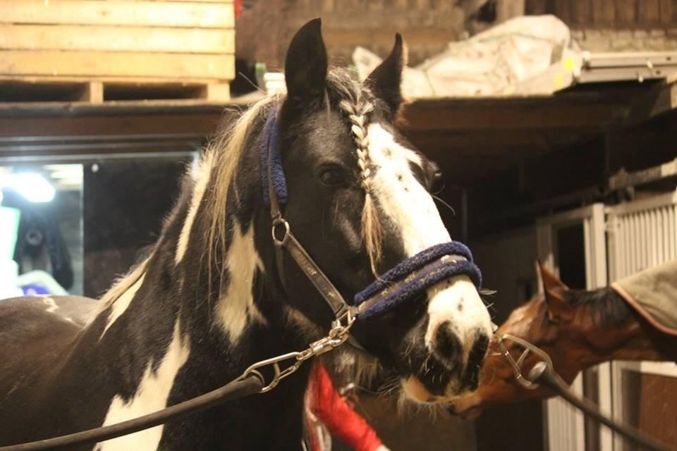 Irish Cob Duke billede 12