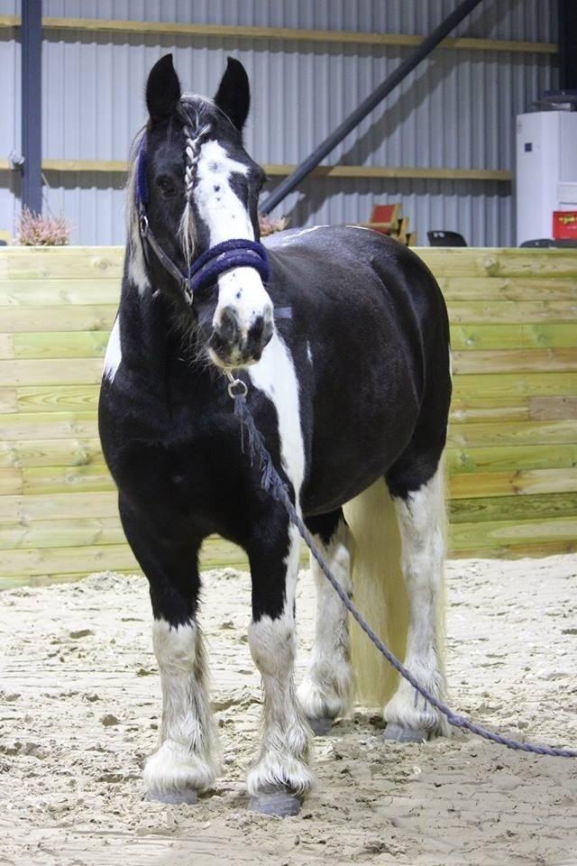 Irish Cob Duke billede 13