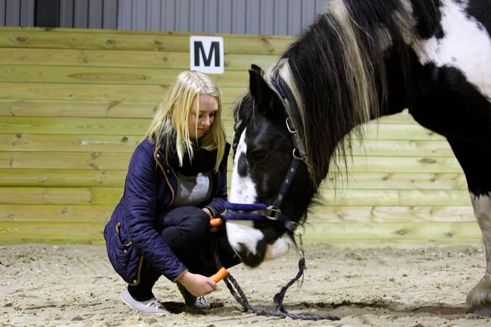 Irish Cob Duke billede 14