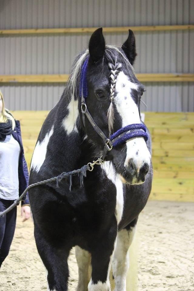 Irish Cob Duke billede 16
