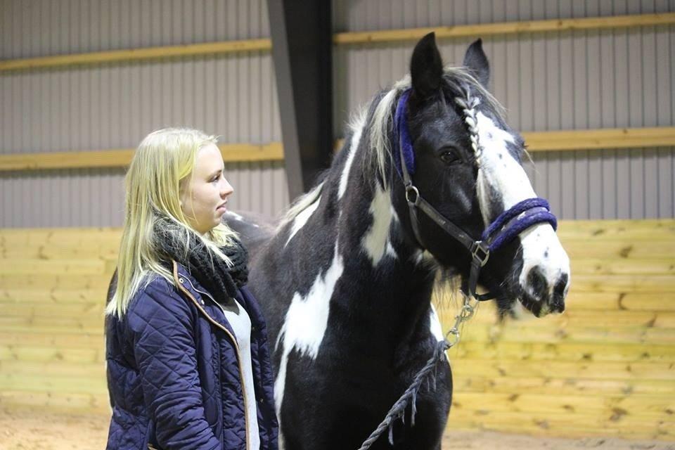 Irish Cob Duke billede 17