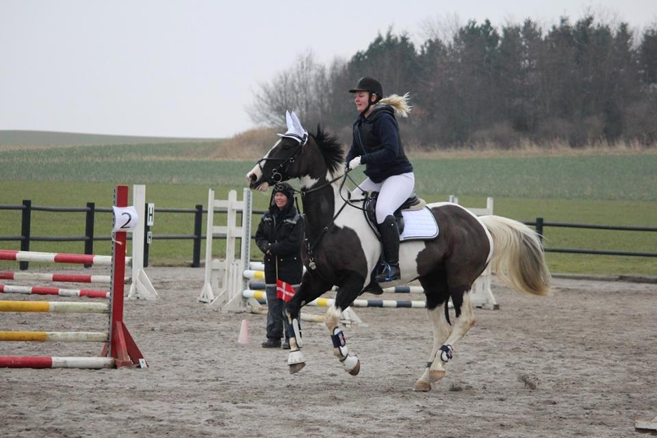 Anden særlig race May-Night Chic billede 2