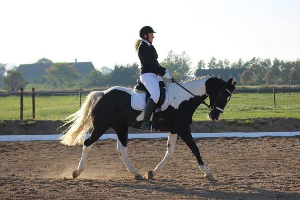 Anden særlig race May-Night Chic billede 8