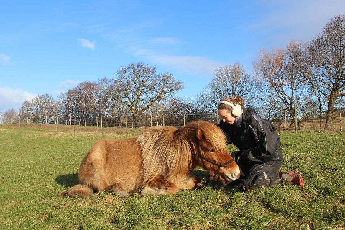 Islænder Gumi fra Faksemosen billede 3