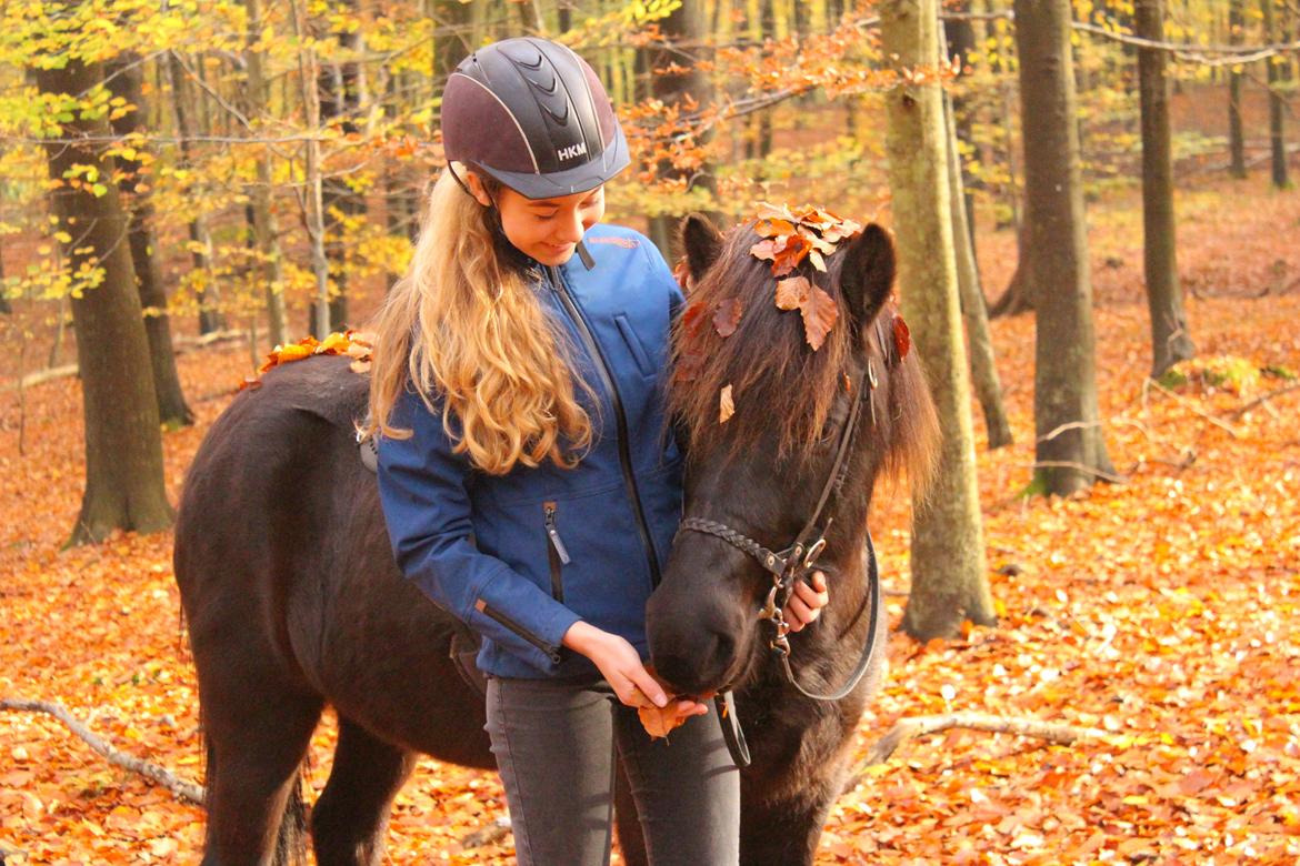 Islænder Frilla fra Katknøs billede 6