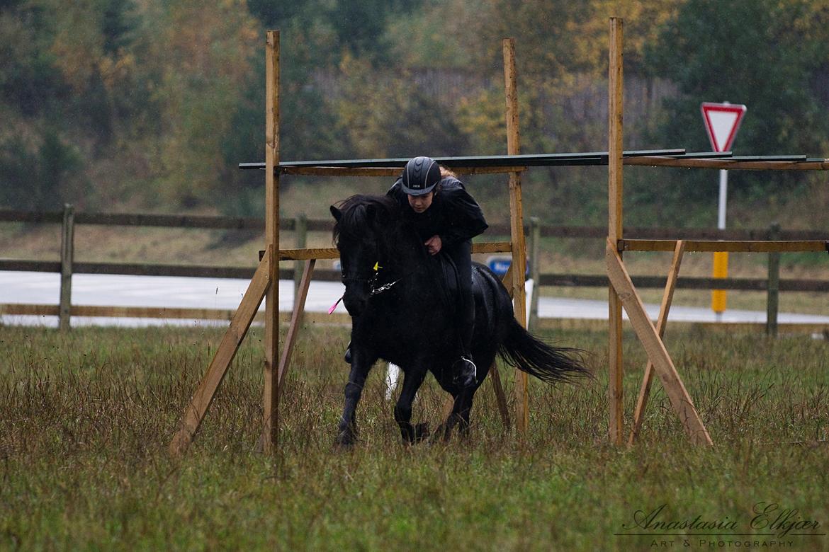 Islænder Frilla fra Katknøs billede 8