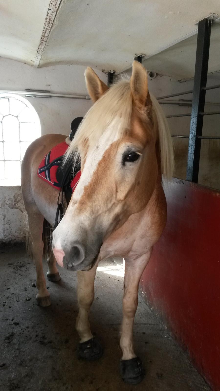 Tyroler Haflinger Anthony's Apollo billede 19