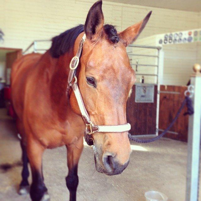 Svensk Varmblod Cherrio (swb) billede 1