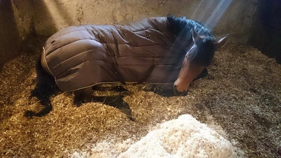 Svensk Varmblod Cherrio (swb) billede 8