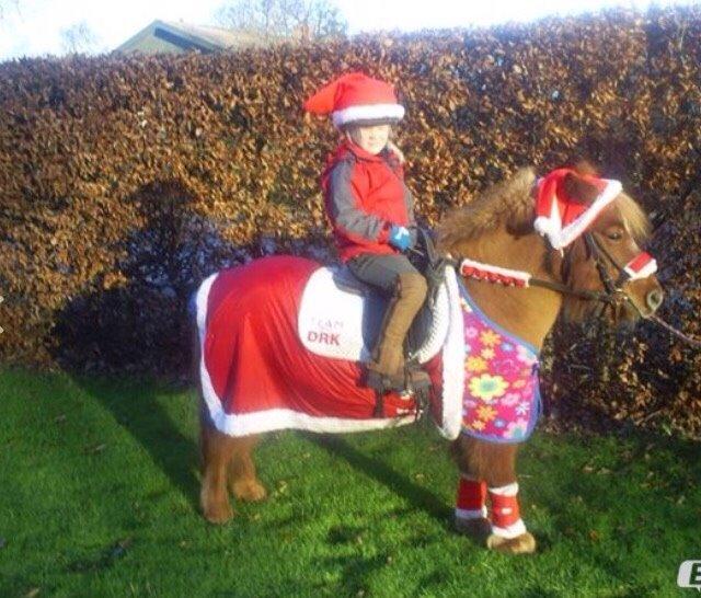 Anden særlig race Nicklas billede 11