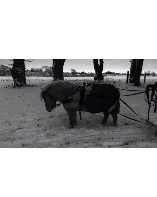 Anden særlig race Nicklas billede 10