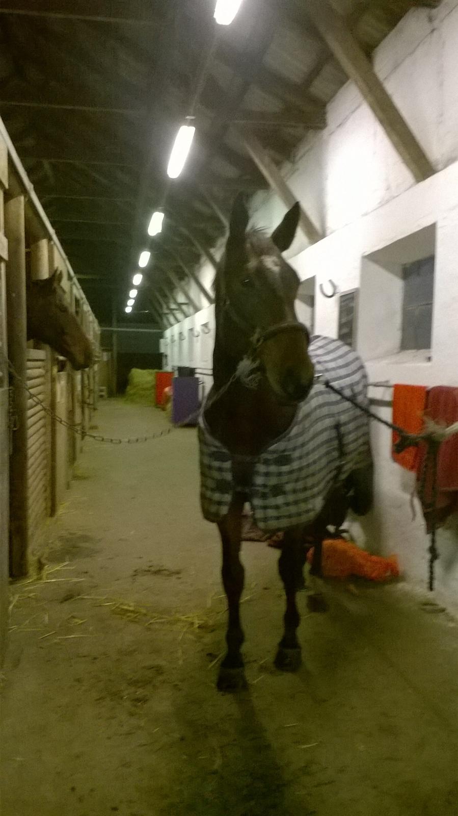 Oldenborg Horsmarks Unella billede 18