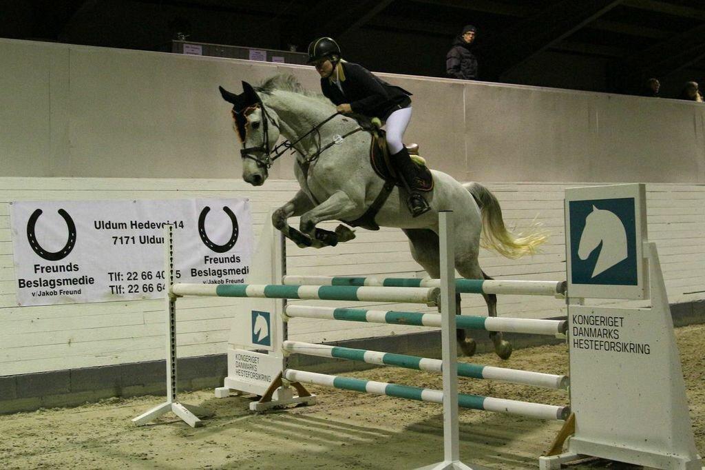 Dansk Varmblod CARIBA billede 16