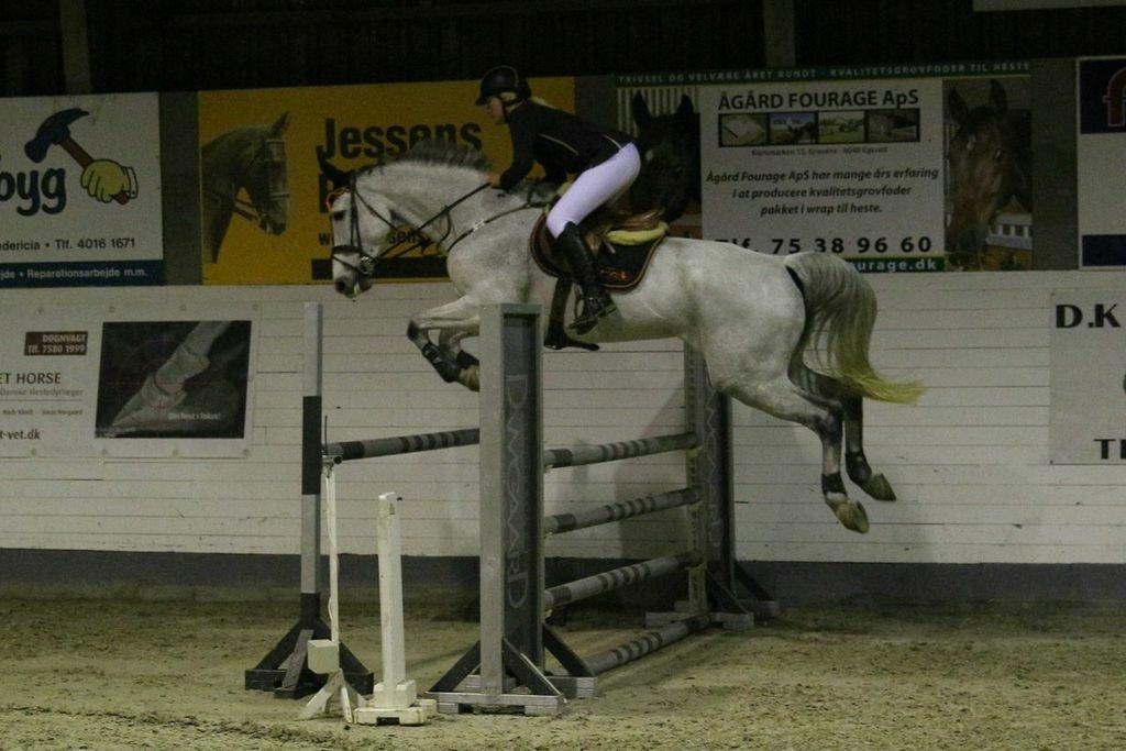 Dansk Varmblod CARIBA billede 15