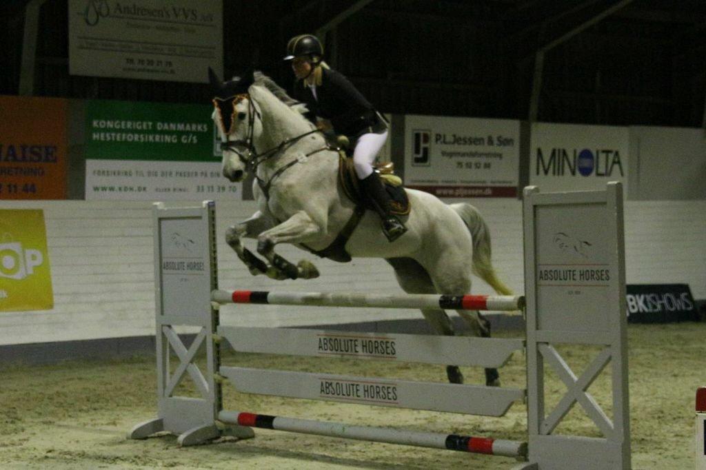 Dansk Varmblod CARIBA billede 17