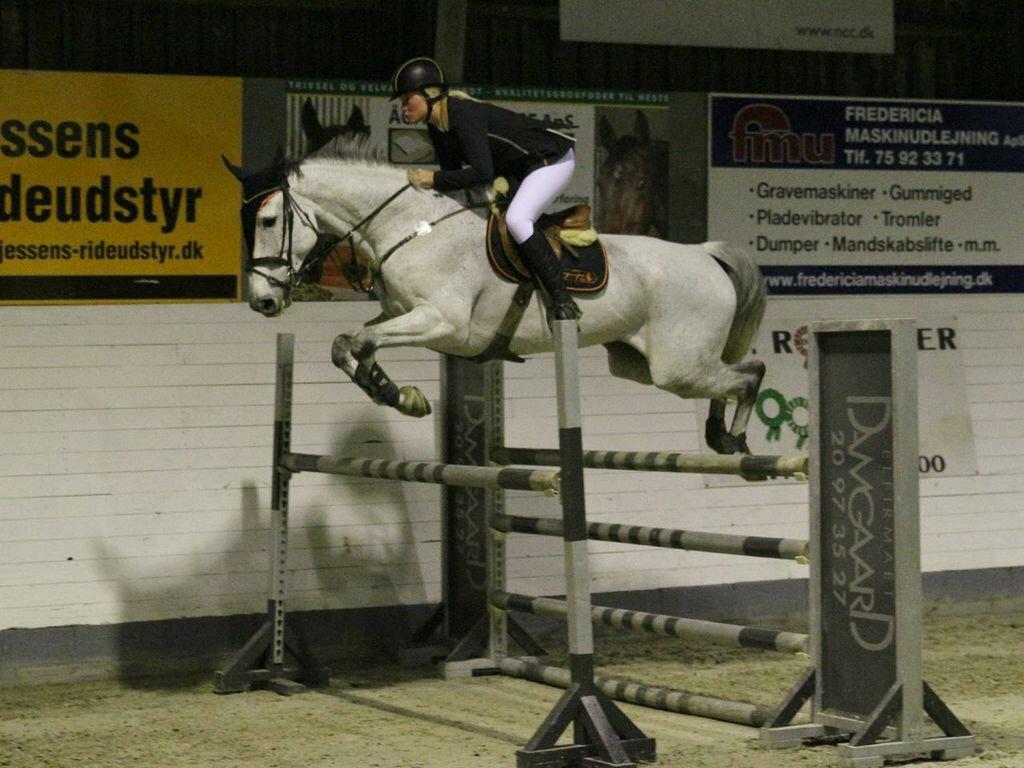 Dansk Varmblod CARIBA billede 18