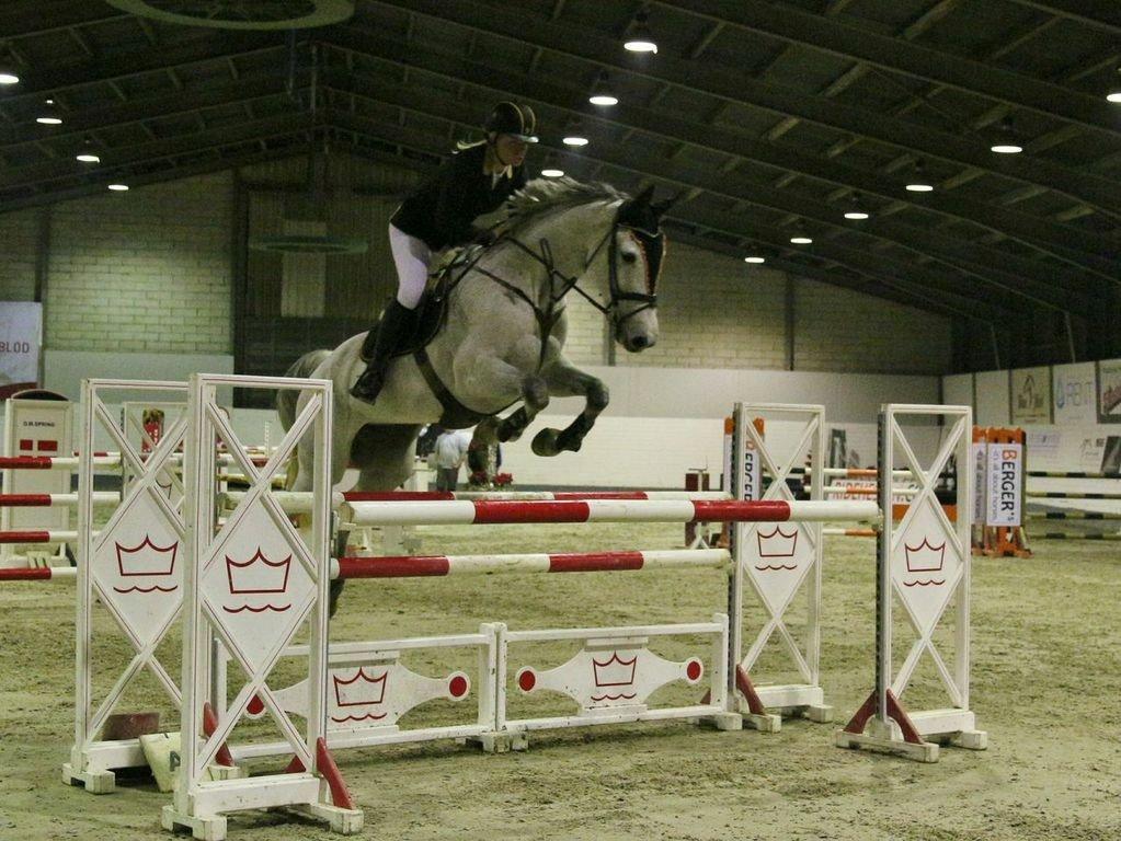 Dansk Varmblod CARIBA billede 19