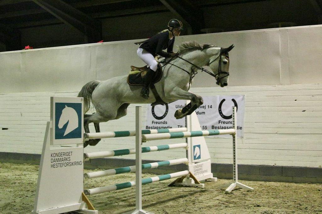 Dansk Varmblod CARIBA billede 21