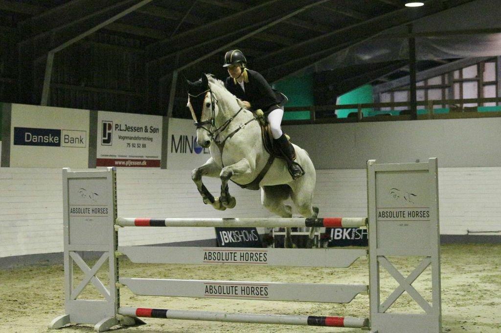 Dansk Varmblod CARIBA billede 20