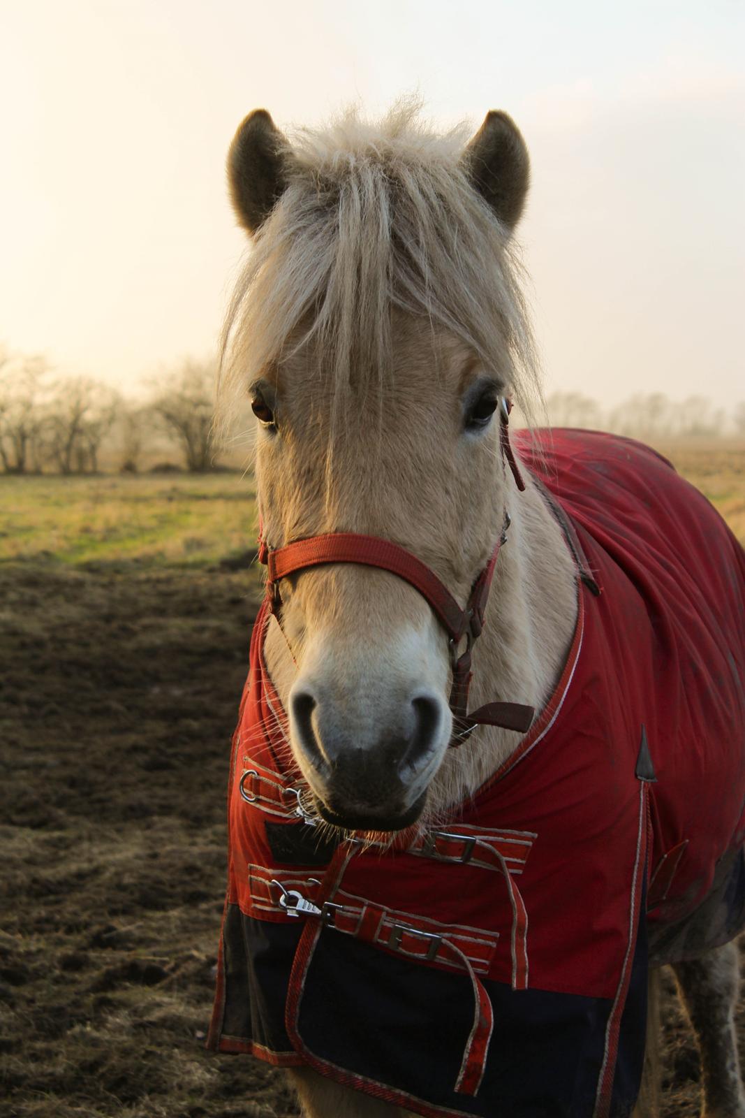 Fjordhest Oyvind møldrup - 17 Februar 2015 taget af SKVCphoto ( mig)  billede 17