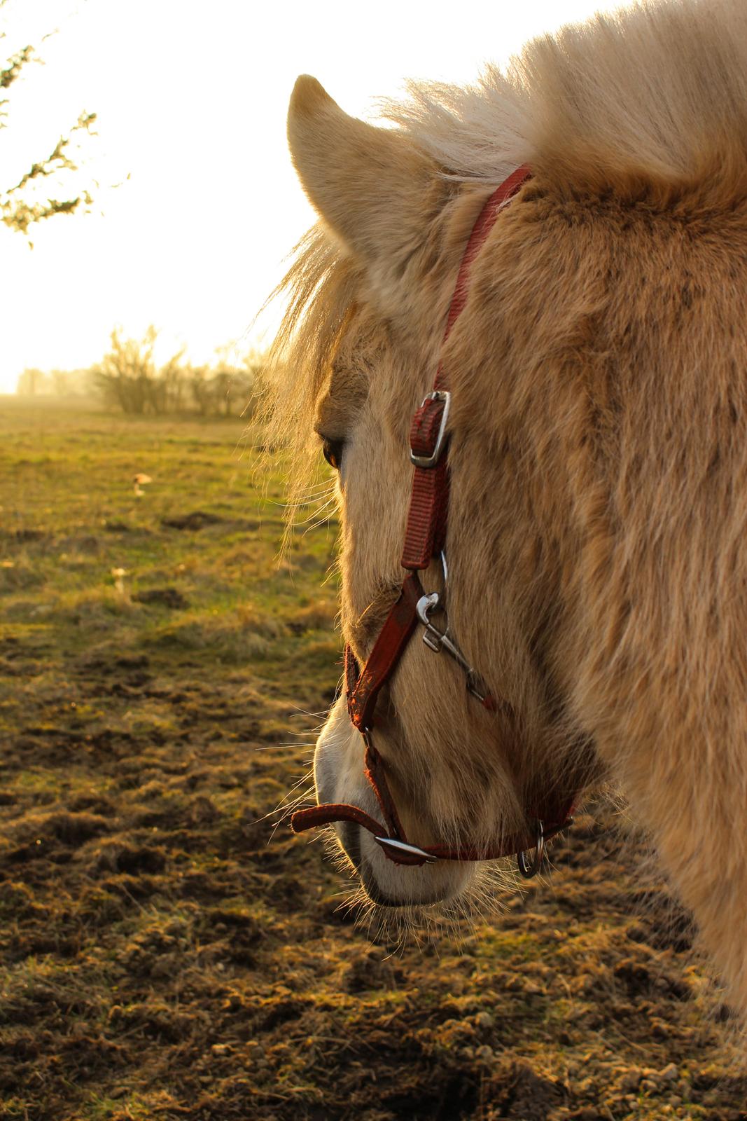 Fjordhest Oyvind møldrup - 17 Februar 2015 taget af SKVCphoto ( mig)  billede 19