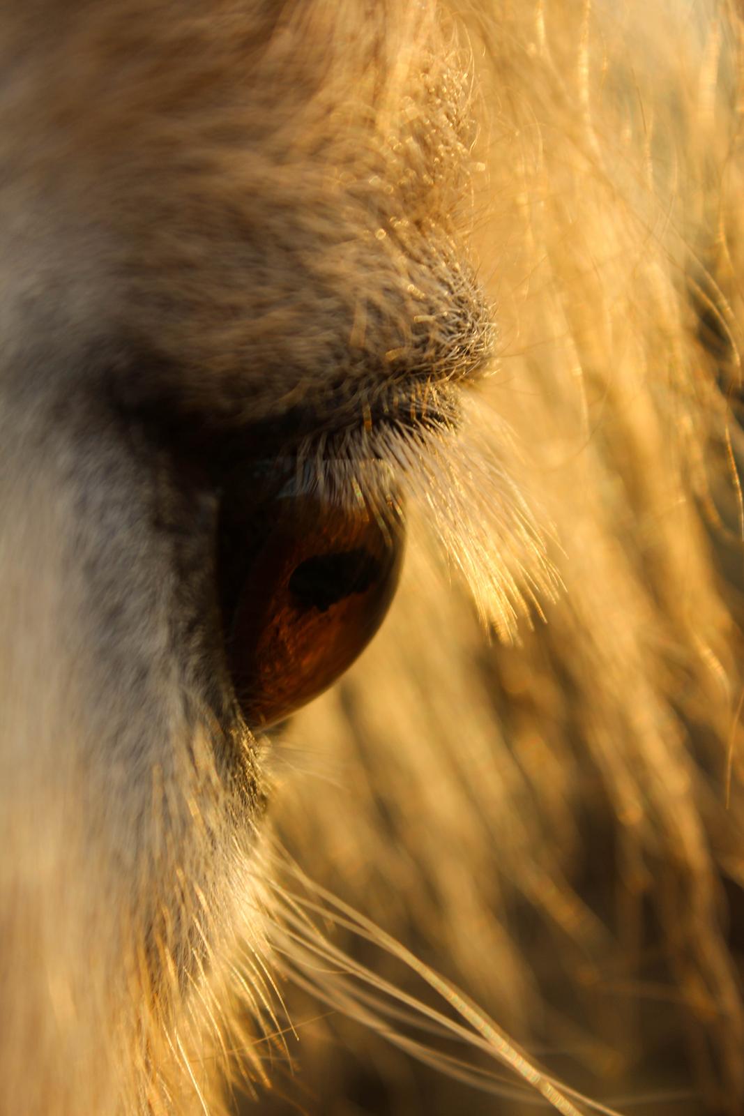 Fjordhest Oyvind møldrup - 17 Februar 2015 taget af SKVCphoto ( mig)  billede 18
