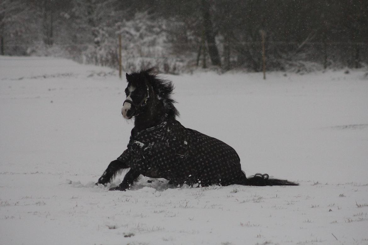 Welsh Pony (sec B) Dodi billede 16