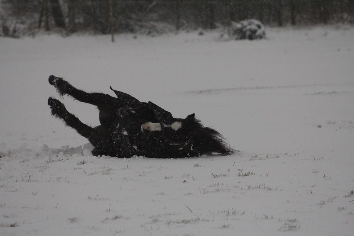 Welsh Pony (sec B) Dodi billede 5