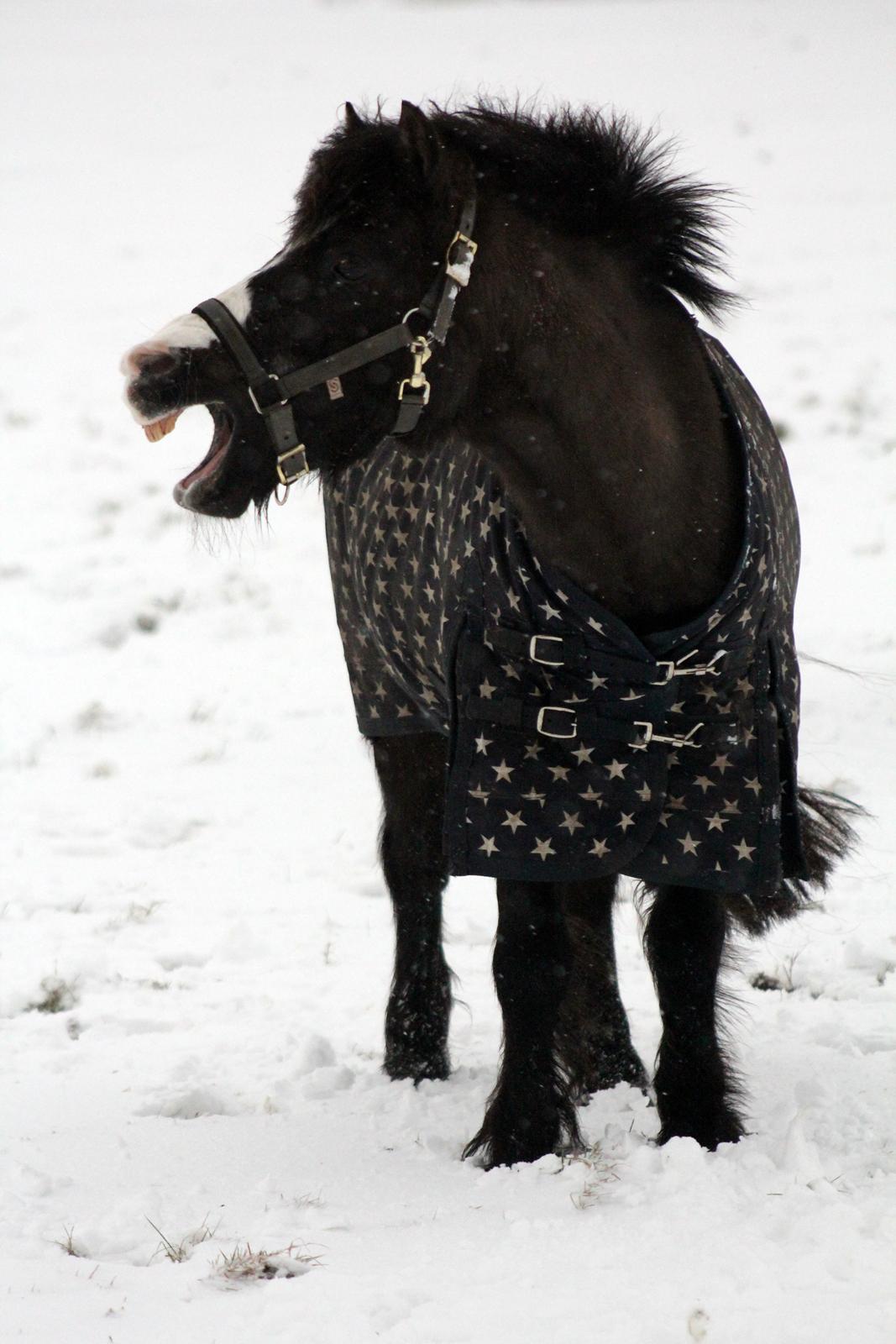 Welsh Pony (sec B) Dodi billede 20