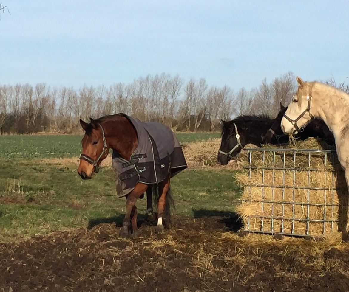 Dansk Varmblod Pemill's Ballantines billede 3