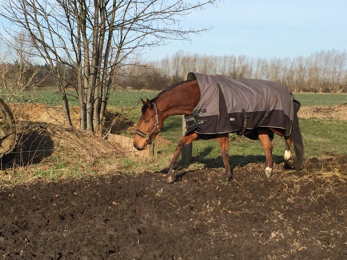 Dansk Varmblod Pemill's Ballantines billede 4