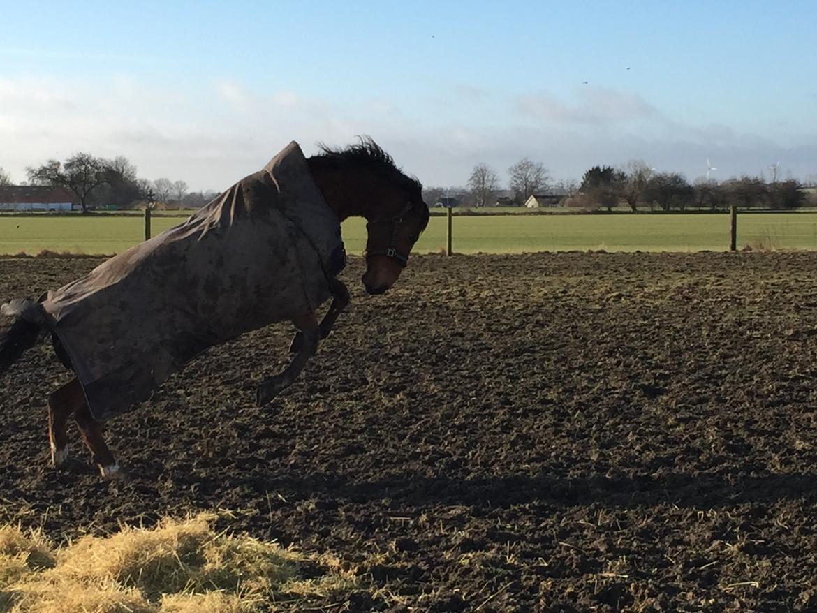 Dansk Varmblod Pemill's Ballantines billede 6